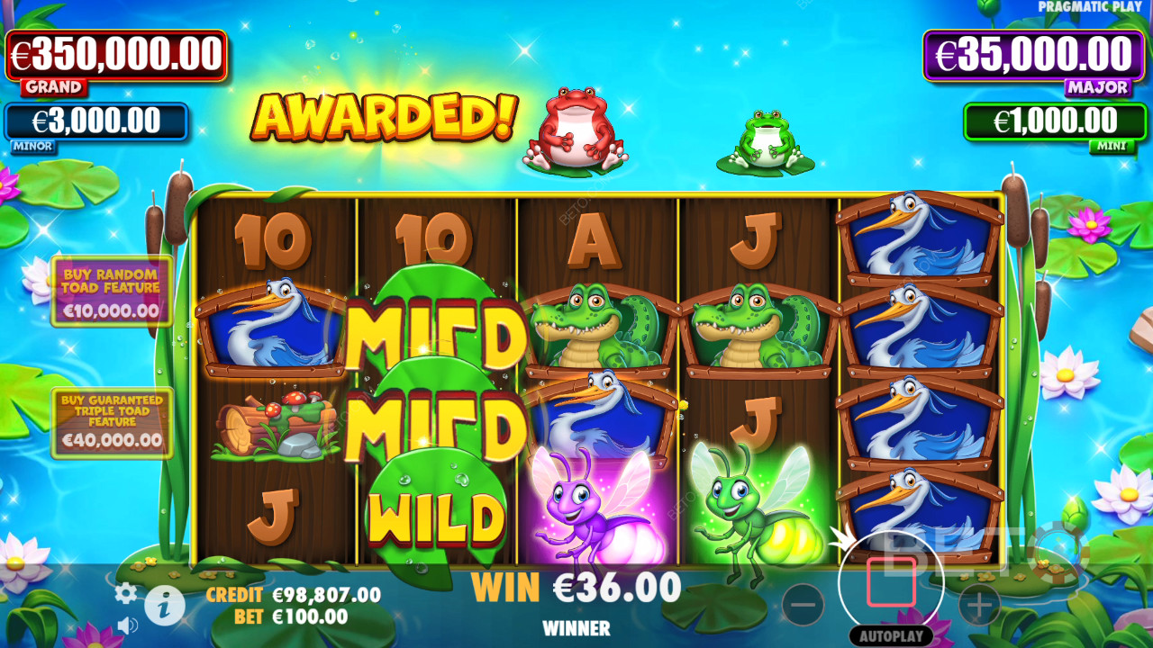 Tiny Toads Free Play