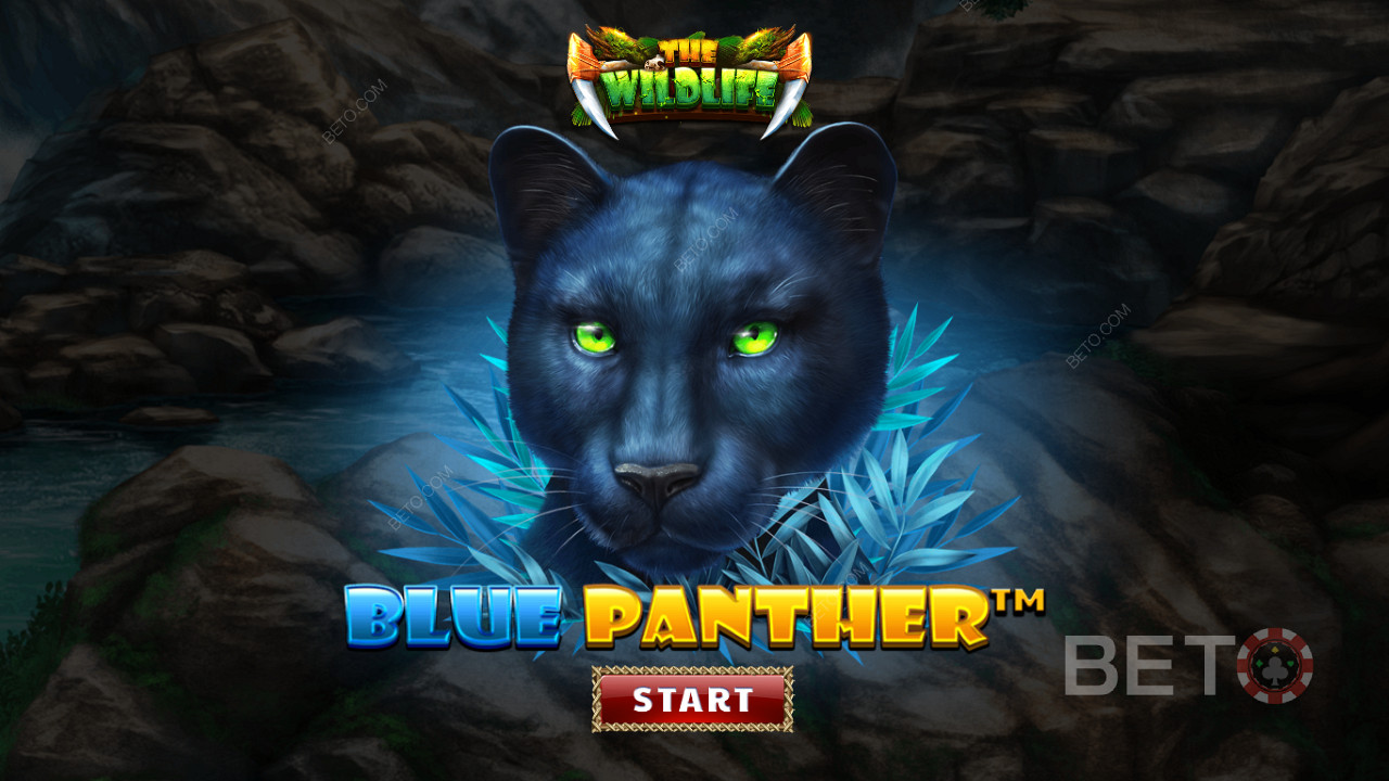Roam the jungle amongst the nightly beasts of the Blue Panther slot
